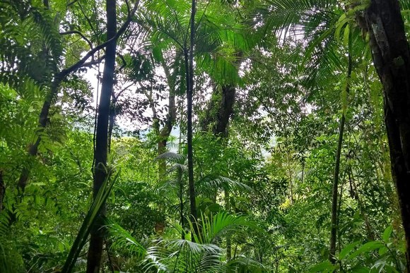 Fonte: Floresta subtropical no sul do Brasil, imagem por greenpeace.